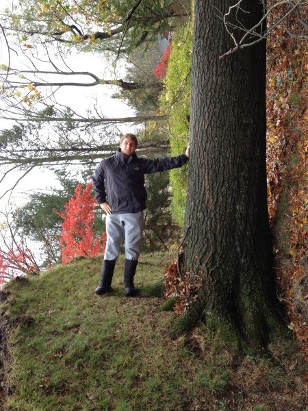 Tree Forced Perspective