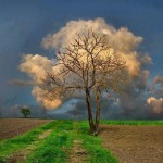 White Fluffy Tree