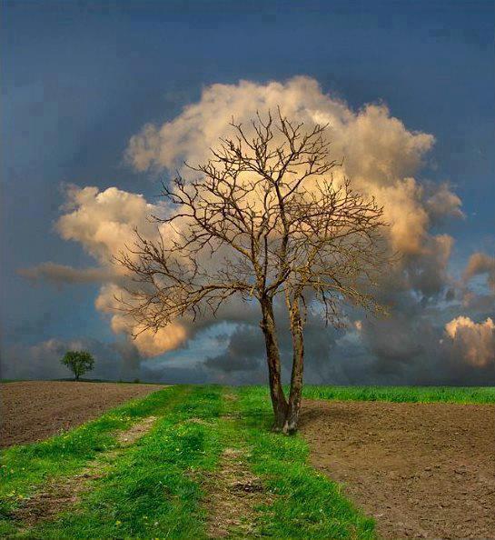 White Fluffy Tree