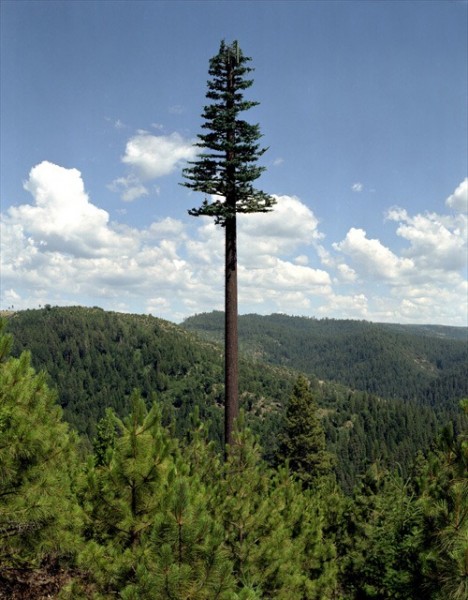 Cell Phone Tower Disguised as Tree