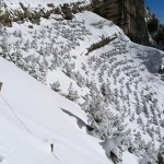 Face in the Snow