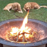 Fire Breathing Dog Optical Illusion