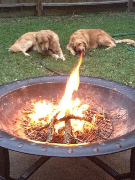 Fire Breathing Dog Optical Illusion