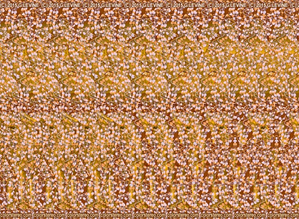 Out of Africa Stereogram by Gene Levine