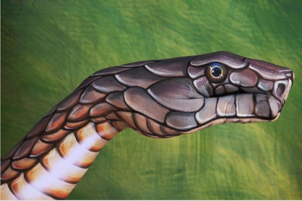 Cobra by Guido Daniele