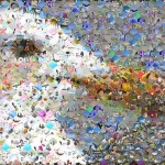 Seagull Photographic Mosaic