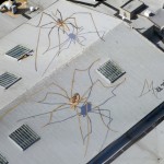 Arachnids Overshadow Seattle by Marlin Peterson